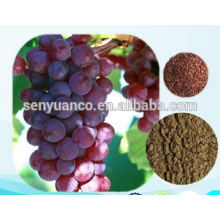 98% OPC Extracto de semilla de uva / Vitis vinifera